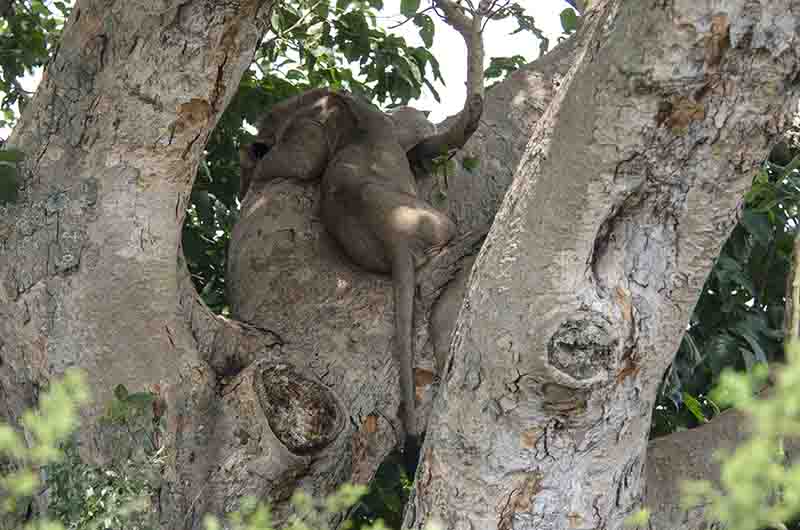 22 - Leones trepadores - parque nacional Queen Elizabeth - Uganda